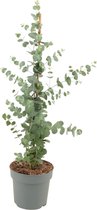 Trendyplants - Eucalyptus Cinerea Silver Dollar Piramide - Tuinplant - Hoogte 55-75 cm - Potmaat Ø17cm