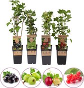 Aalbes/kruisbes fruitplanten mix - zwarte/rode/groene/rode bes - set van 4 fruitplanten - hoogte 50-60 cm