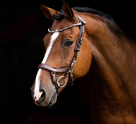 Frontal PresTeq ShineBright - taille Poney - marron/émeraude