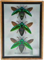 Western Deco - Sternocera Aequisignata - opgezette insect - lijst 18x13 cm