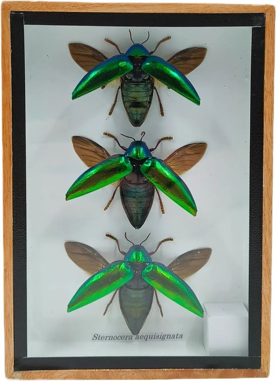 Western Deco - Sternocera Aequisignata - insecte monté - cadre 18x13 cm
