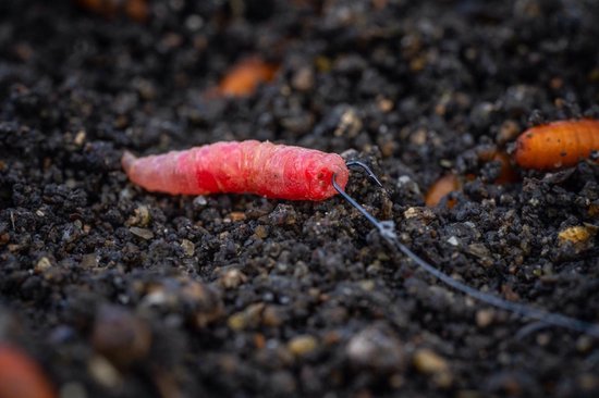 Guru SFPB Micro Barb - Spade End (10 pcs) - Maat : haak 24 van Guru — afbeelding 4