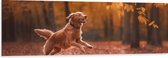 Dibond - Hond - Dier - Spelen - Bos - Bladeren - Herfst - 150x50 cm Foto op Aluminium (Met Ophangsysteem)