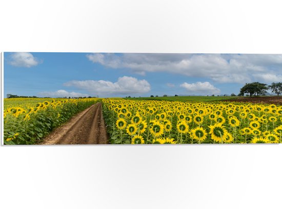 PVC Schuimplaat- Landschap - Bloemen - Zonnebloemen - Bloemenveld - Pad - 60x20 cm Foto op PVC Schuimplaat