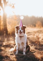 Border Collie Verjaardagskalender - Dynamische Beelden Voor Elke Maand - Het Perfecte Geschenk voor Dierenliefhebbers