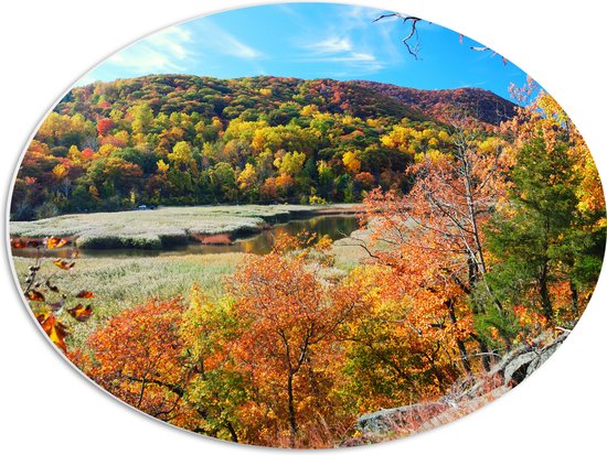 PVC Schuimplaat Ovaal - Herfst - Bomen - Water - Planten - Bos - 56x42 cm Foto op Ovaal (Met Ophangsysteem)