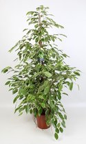 Ficus Benjamina Golden King 21 Cm - Ø21cm - 100cm