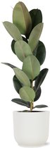 Ficus Elastica Robusta - Ø21cm - 90cm in Vibes WIT pot