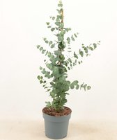 Plantenboetiek.nl | Eucalyptus Cinerea Silver Dollar Piramide - Ø17cm - Hoogte 65cm - Tuinplant