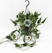 Plantenboetiek.nl | Epipremnum Pinnatum Aureum Shangri-La - Ø14cm - Hoogte 45cm - Kamerplant - Groenblijvend