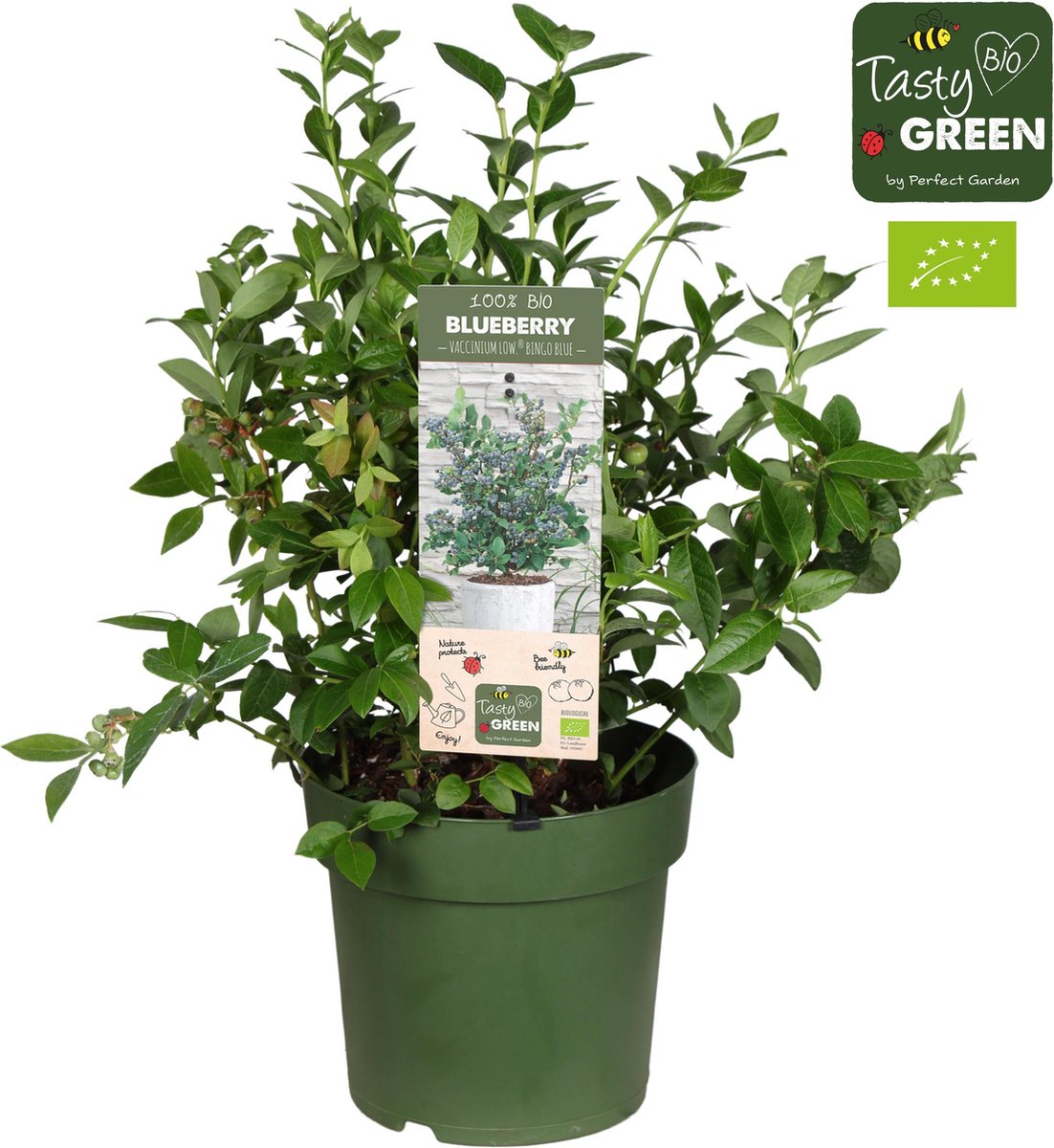 Plantenboetiek.nl Vaccinium Cor 'Bingo Blue' Ø23cm 50cm hoog Tuinplant