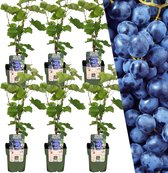 Plants by Frank | 6 Druivenplanten | 100% Biologische Fruitplanten | Druiven | Tuinplanten | Winterharde Planten voor de Tuin