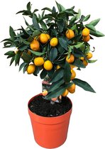 Fruitboom – Calamondin (Citrus Kumquat) met bloempot – Hoogte: 60 cm – van Botanicly
