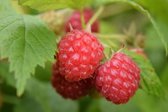 Bessenplant – Framboos (Rubus Idaeus Willamette) – Hoogte: 75 cm – van Botanicly