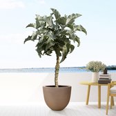 Vetplant – Olifantsoren (Kalanchoe Beharensis) – Hoogte: 150 cm – van Botanicly