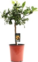 Fruitboom – Sinaasappelboom (Citrus Lime) – Hoogte: 60 cm – van Botanicly