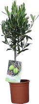 Olijfboom op stam - Olea Europaea - Pot ⌀17 cm -Hoogte 60-70 cm