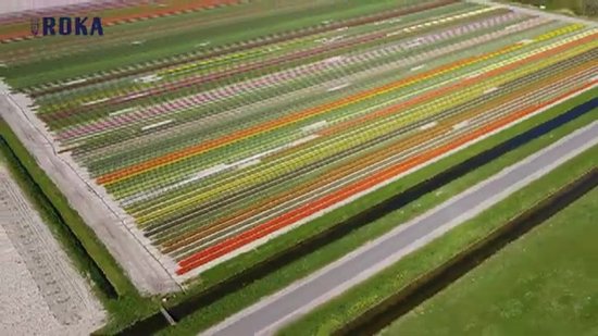 thumbnail: Fancy Goud - Truffel - Hazelnoot - 200g - Doos 15 Stuks