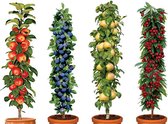 Garden Select - Mix de 4 arbres fruitiers piliers - Cerisier, prunier, poirier et pommier - Pot ⌀9cm - Hauteur 60cm - Arbres fruitiers rustiques - Forme pilier - Arbres fruitiers colonnes