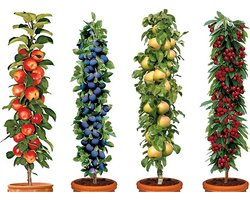 Garden Select - Mix van 4 pilaar fruitboompjes - Kers, pruim, peer en appel - Pot ⌀9cm - Hoogte 60 / 80 cm - Winterharde fruitbomen - Pilaarvorm - Kolom fruitbomen