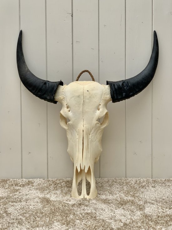 Thaise waterbuffel skull - echte buffel schedel