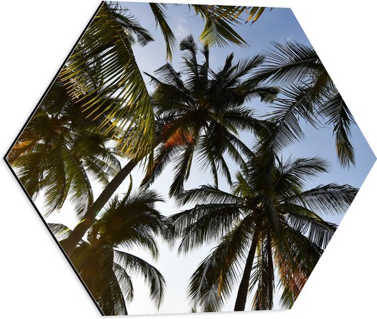 Dibond Hexagon - Palmbomen - Tropisch - Zon - 50x43.5 cm Foto op Hexagon (Met Ophangsysteem)