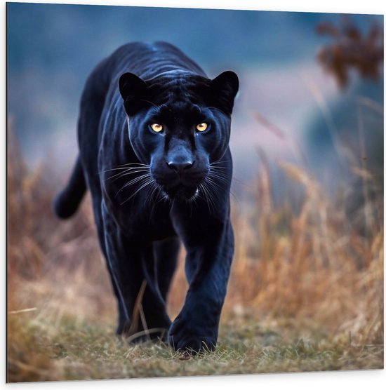 Dibond - Panter -Zwart - Dier - Wid - 100x100 cm Foto op Aluminium (Wanddecoratie van metaal)