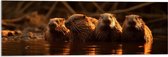 Acrylglas - Water - Dieren - Bevers - 90x30 cm Foto op Acrylglas (Wanddecoratie op Acrylaat)