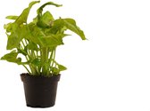 Groene plant – Neonklimop (Syngonium Golden) – Hoogte: 10 cm – van Botanicly