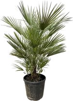 Buitenpalm – Dwergwaaierpalm (Chamaerops Humilis) – Hoogte: 150 cm – van Botanicly