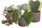 Botanicly - Plantenset met 3 planten: Hoya Kerri Variegata, Ceropegia Woodii en Philodendron Scandens - 15cm