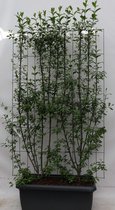 Struiken – Kardinaalsmuts (Euonymus europaeus Red Cascade) – Hoogte: 180 cm – van Botanicly