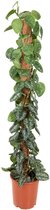 Groene plant – Epipremnum Pictus Trebie Mosstok (Epipremnum Pictus Trebie Mosstok) met bloempot – Hoogte: 150 cm – van Botanicly