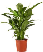 Groene plant – Lepelplant (Lepelplant Spathiphyllum Sweet Lauretta) met bloempot – Hoogte: 100 cm – van Botanicly