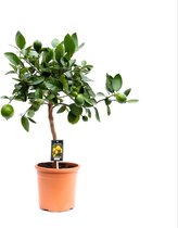 Fruitboom – Sinaasappelboom (Citrus Lime) – Hoogte: 80 cm – van Botanicly
