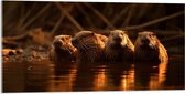 Acrylglas - Water - Dieren - Bevers - 100x50 cm Foto op Acrylglas (Wanddecoratie op Acrylaat)