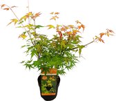 Bloomique - Acer Palmatum 'Katsura' - Japanse Esdoorn - Tuinplanten - Winterhard - ⌀13 cm - 25-35 cm