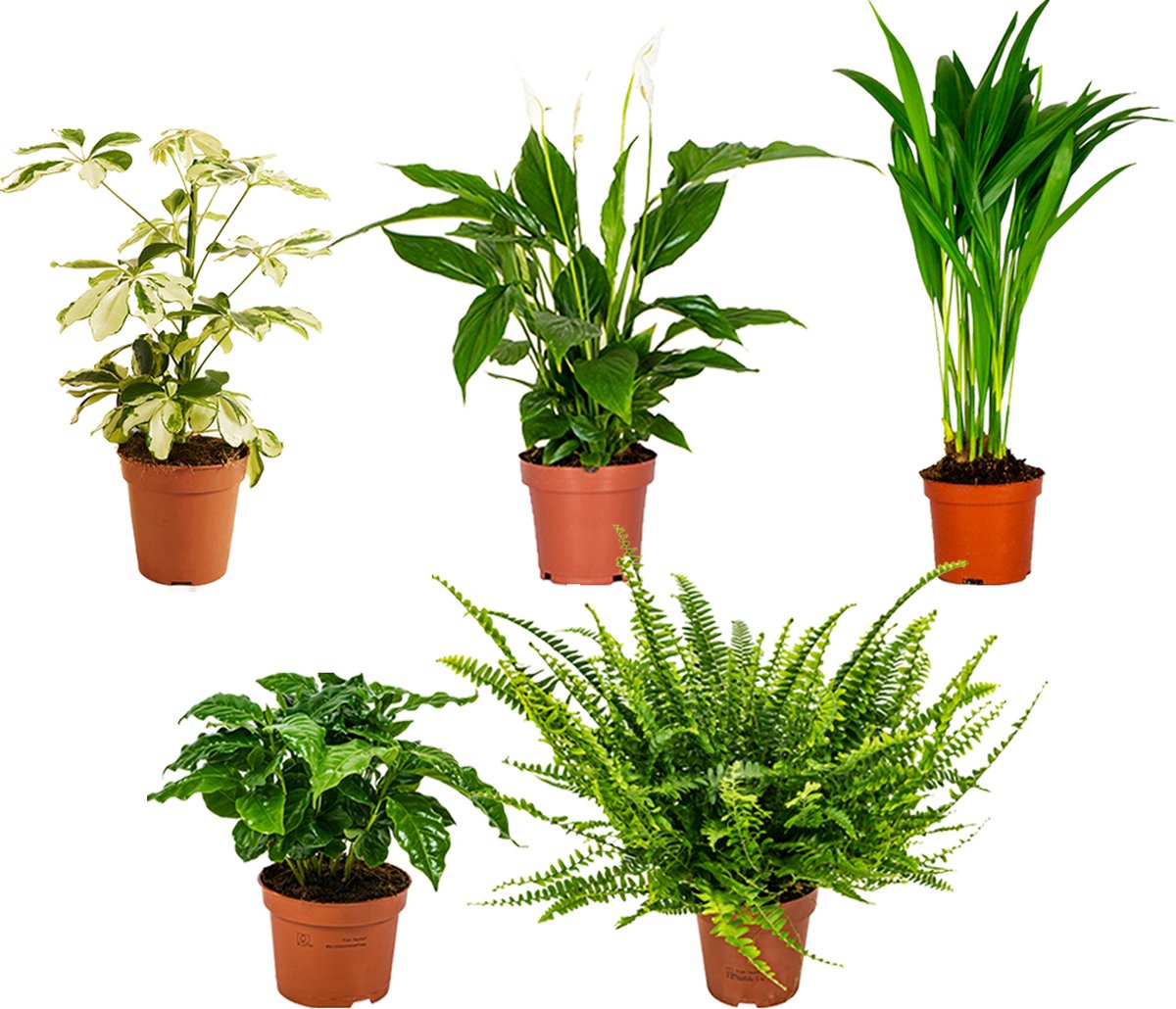 Bol.com Bloomique - Mix van 5 - Luchtzuiverende Kamerplanten Mix - Koffieplant - Varen - Goudpalm - Vingerplant - Lepelplant - H... aanbieding