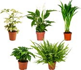 Bloomique - Mix van 5 - Luchtzuiverende Kamerplanten Mix - Koffieplant - Varen - Goudpalm - Vingerplant - Lepelplant - Hoogte 20-40 cm - Pot 12 cm