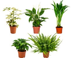 Bloomique - Mix van 5 - Luchtzuiverende Kamerplanten Mix - Koffieplant - Varen - Goudpalm - Vingerplant - Lepelplant - Hoogte 20-40 cm - Pot 12 cm