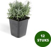 Lavandula angustifolia 'Hidcote' - Echte lavendel - Pot Ø9cm - 12 plantjes