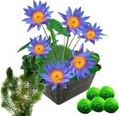 vdvelde.com - Winterharde Blauwe Waterlelie – Nymphaea Blue Queen + Zuurstofplanten tegen Algen - Waterlelie + Zuurstofplanten - Volgroeide planthoogte: 20 cm - Plaatsing: -10 tot -20 cm