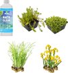 Plantenfilter Mix - 32 planten voor ca. 2 m²