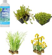 vdvelde.com - Plantenfilter vijver - voor een moerasfilter van 2m² - 32 Winterharde Vijverplanten - Helofytenfilter voor Natuurlijke Waterzuivering - Van der Velde Waterplanten