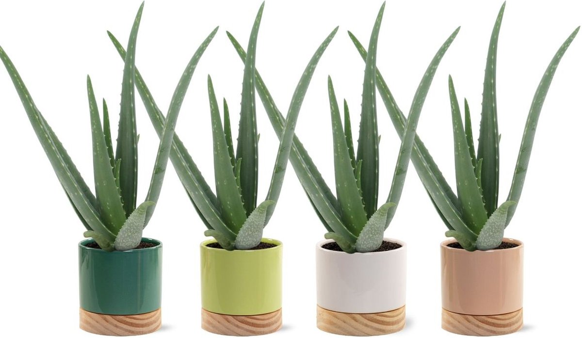 YouFlowers Aloë Vera 4 stuks Inclusief sfeervolle potten Ø 13 cm Hoogte: 35cm Plant Kamerplant Vetplant Succulent Aloë luchtzuiverend makkelijk te onderhouden