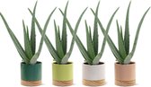 Aloë Vera - 4 stuks - Inclusief sfeervolle potten - Ø 13 cm - Hoogte: 35cm - Plant - Kamerplant - Vetplant - Succulent - Aloë - luchtzuiverend - makkelijk te onderhouden