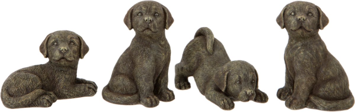 Set van 4 labrador puppies - hond