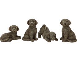 Set van 4 labrador puppies - hond