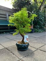 Outdoor Bonsai Metasequoia – hoogte 40 tot 50 cm – keramiek pot en schotel - plant - 14 jaar oud - Bonsai
