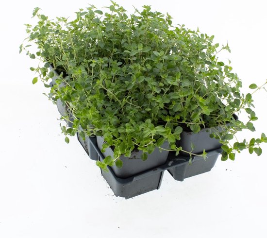 Rode Kruiptijm Zaden Bodembedekker – 700 Stuks, Thymus Serpyllum, Winterhard & Droogtebestendig, Perfect Voor Rotstuinen, Borders En Paden
